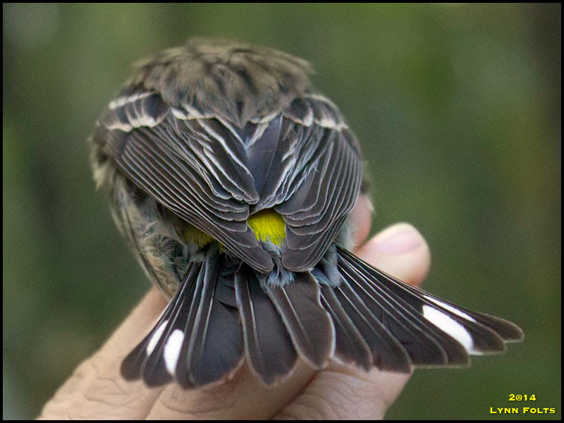 Myrtle Warbler, Yellow-rumped Warbler