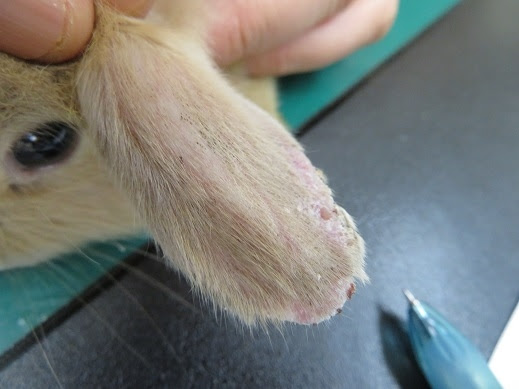 疥癬が疑われたうさぎ 川崎市多摩区 オダガワ動物病院