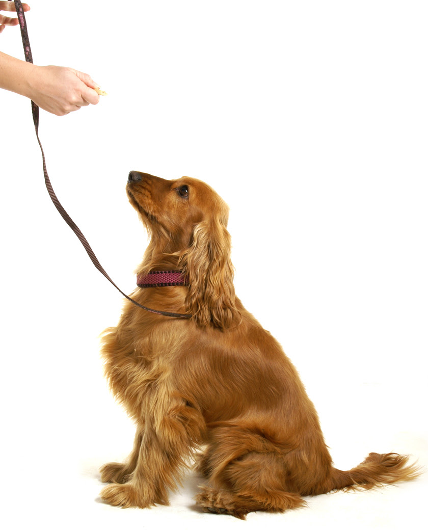 Best Friend's Dog Training | Long Island NY, NYC, Richmond VA