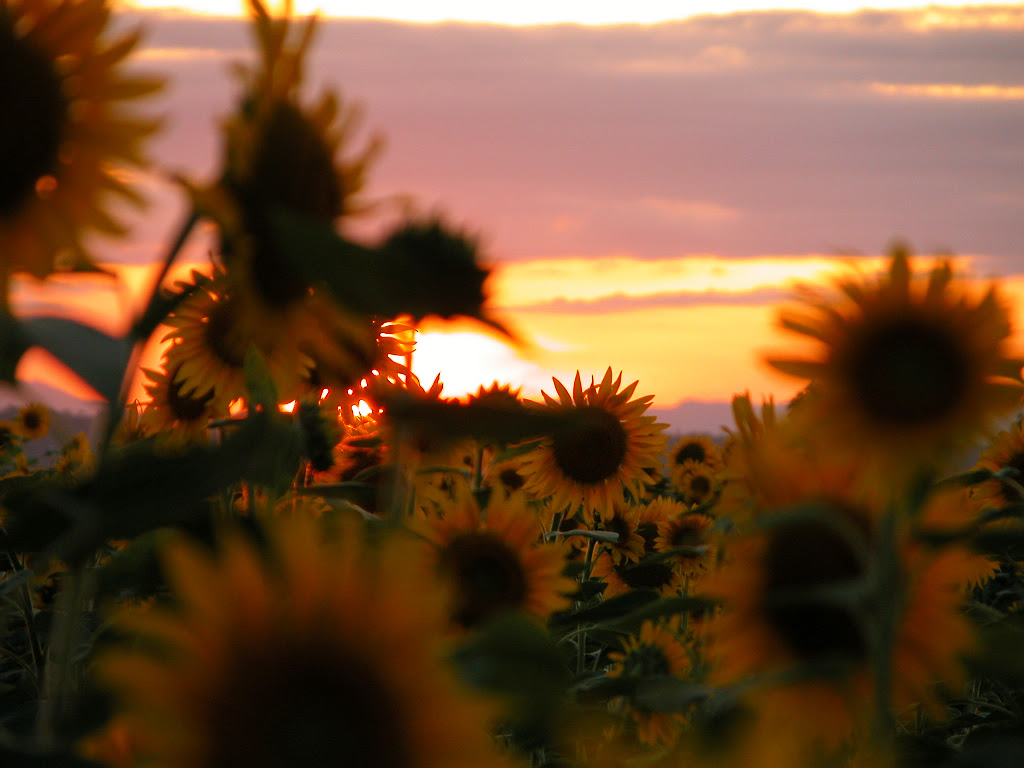 ノスタルジックな画像下さい Easteregg イースターエッグ