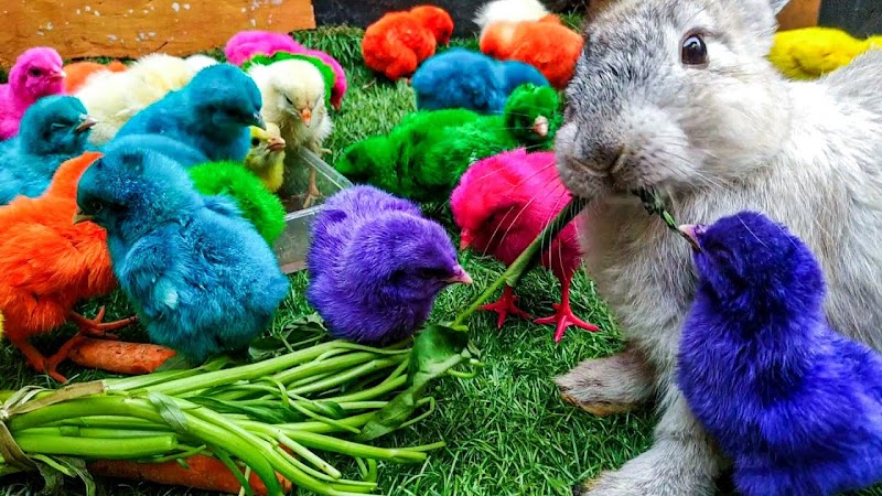 Inspirasi Terkini 22+ Ayam Warna Warni Besar