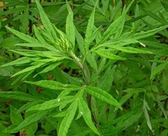 mimosa pudica merupakan nama ilmiah untuk tumbuhan