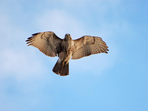 Juvenile Red-tail Over Riverside Drive