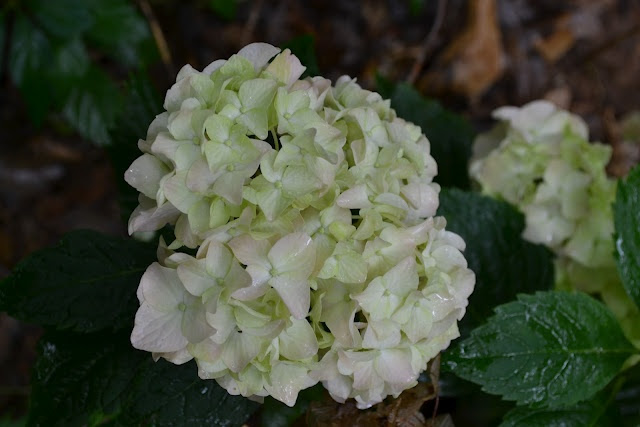 Blushing Bride39; Hydrangea  The Growing Days Garden  Pinterest