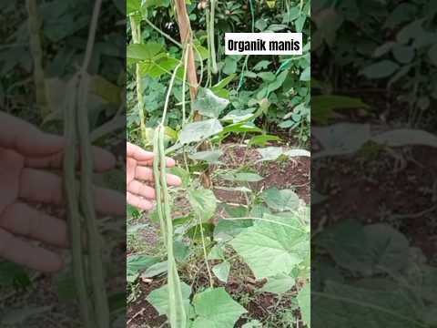 चित्र