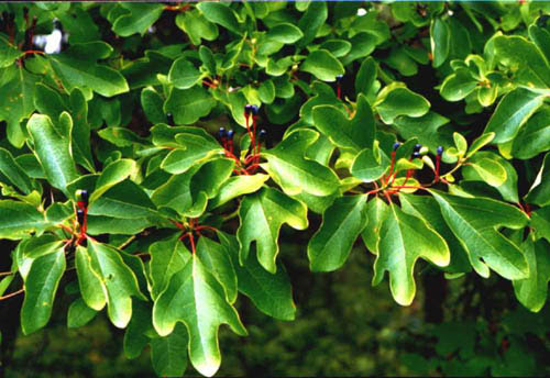 Sassafras