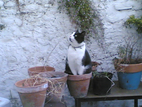 cat in pot