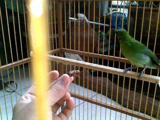Gambar