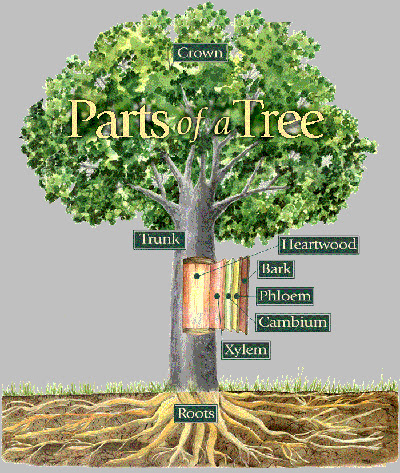 xylem and phloem. cambium, xylem, phloem,