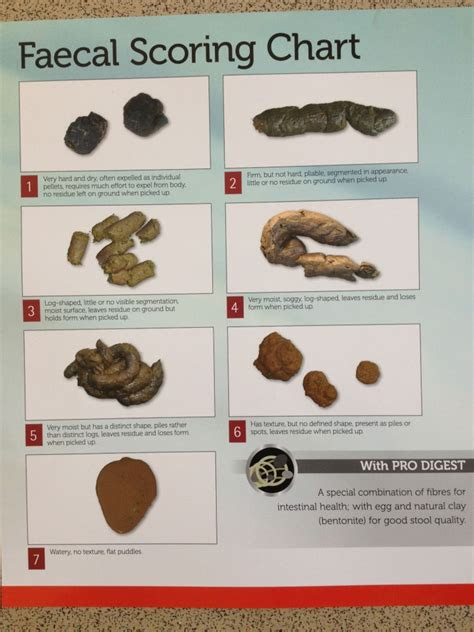  why is my poop green stool colors explained poop color chart poop cat