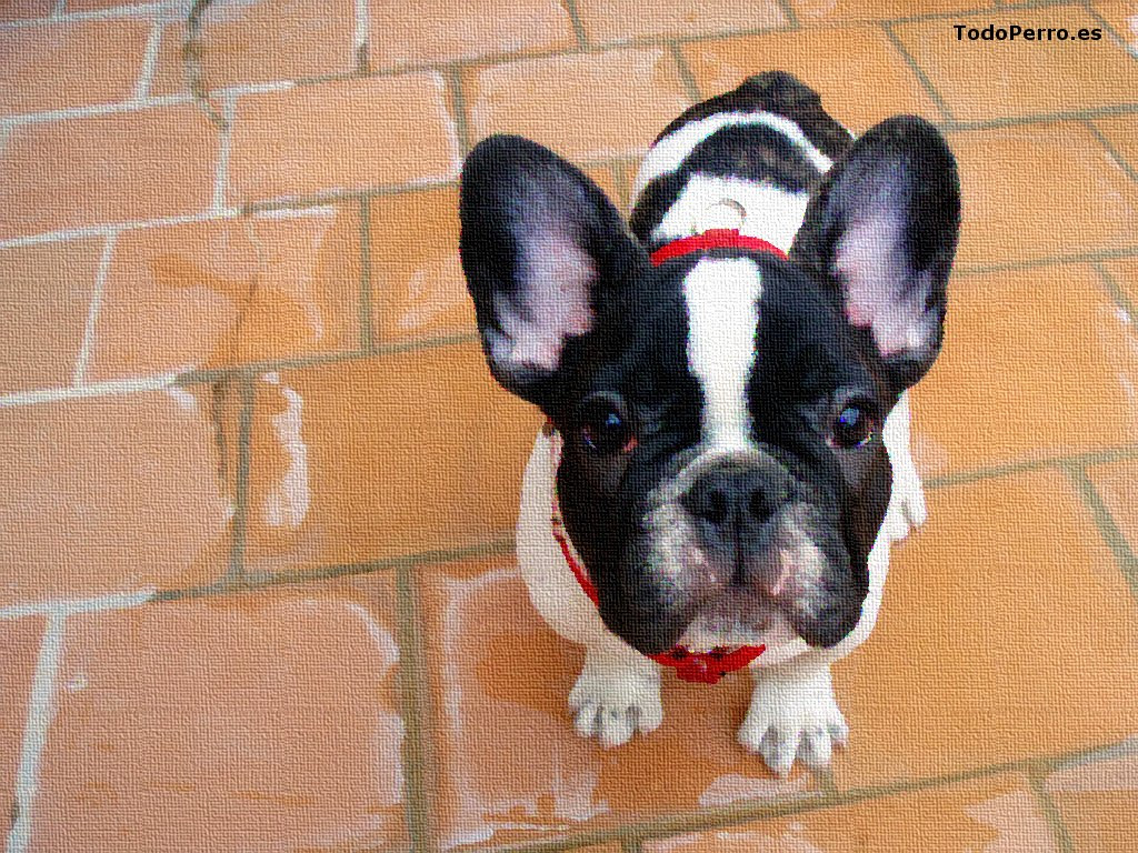 Wallpapers de perros: Camaron 1024x768. Instrucciones: