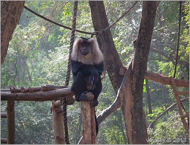 Lion Tailed Macaque