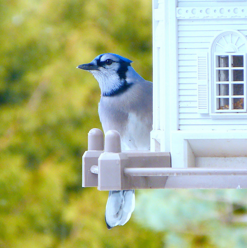 The Blue Jay At My Window