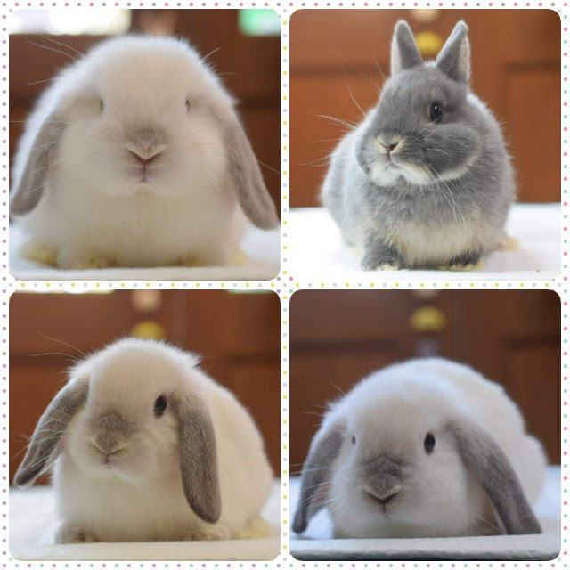 子うさぎちゃんズ デビュー Rabbits ラビッツ うさぎ専門店ブリーダー大阪