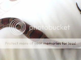 The Corn Snake Forum - Male or Female snake?