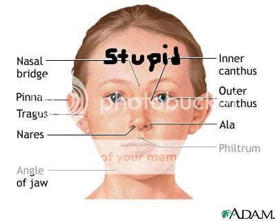 Facts About Your Face: A Diagram of Your Face