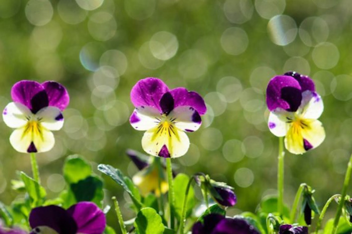 パンジーの花の特徴 大きさや構造について 植物navi