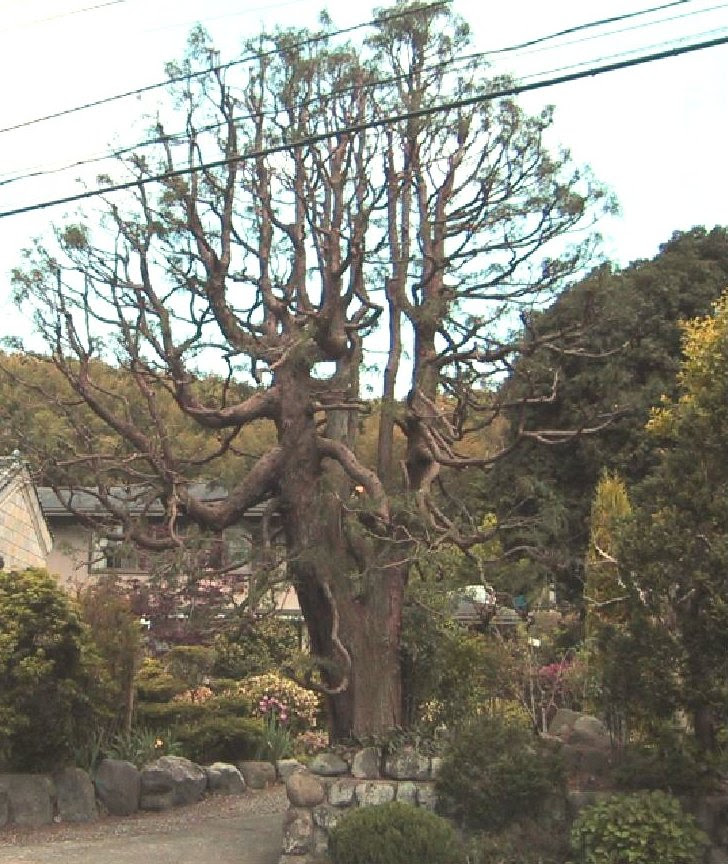 糸ヒバ 杉苔も庭の賑わい
