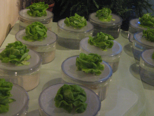hydroponic lettuce