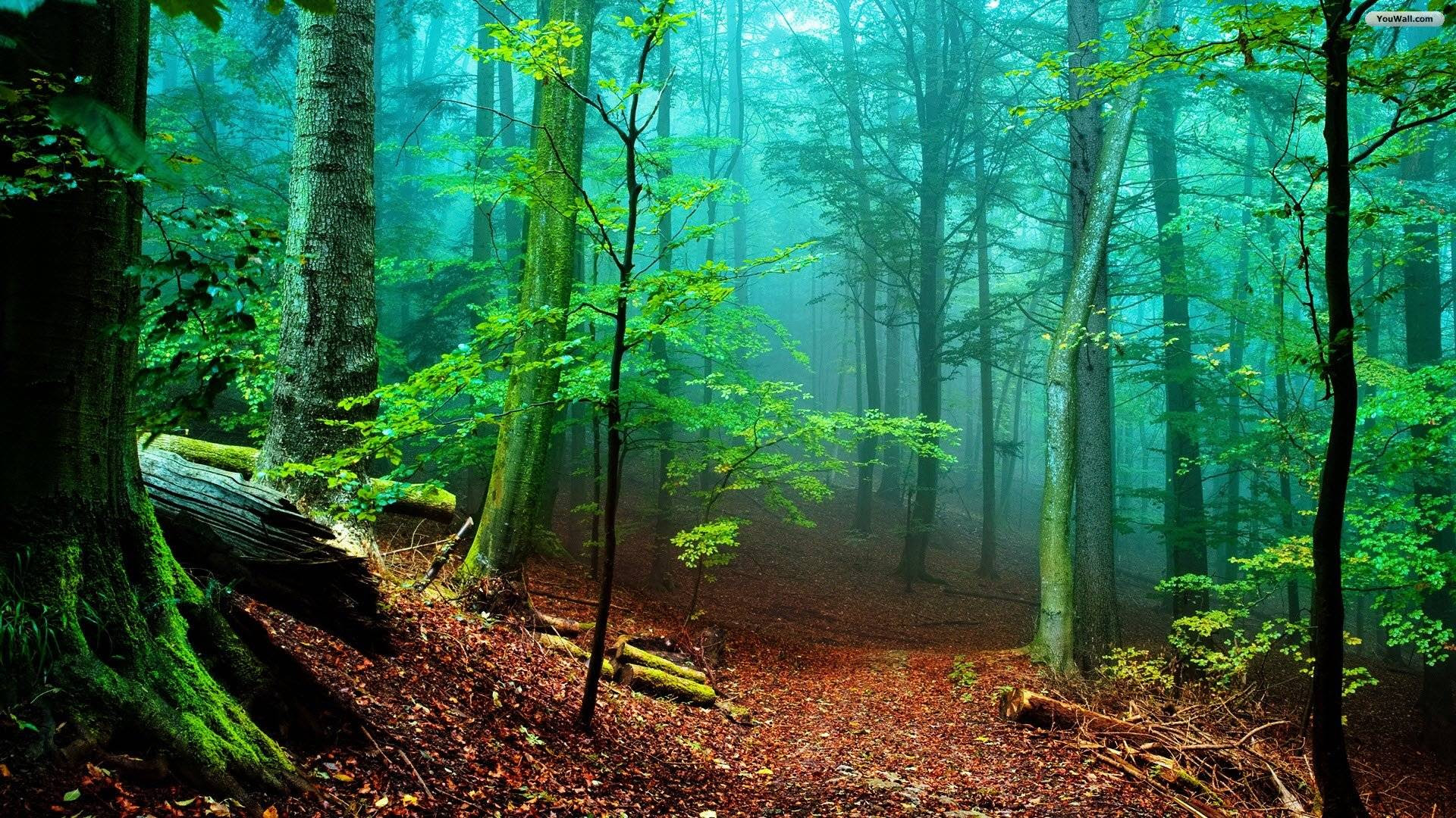 Hd Forest Wallpapers Wallpaper Cave Afalchi Free images wallpape [afalchi.blogspot.com]