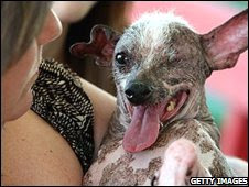 Gus, winner of the world's ugliest dog contest