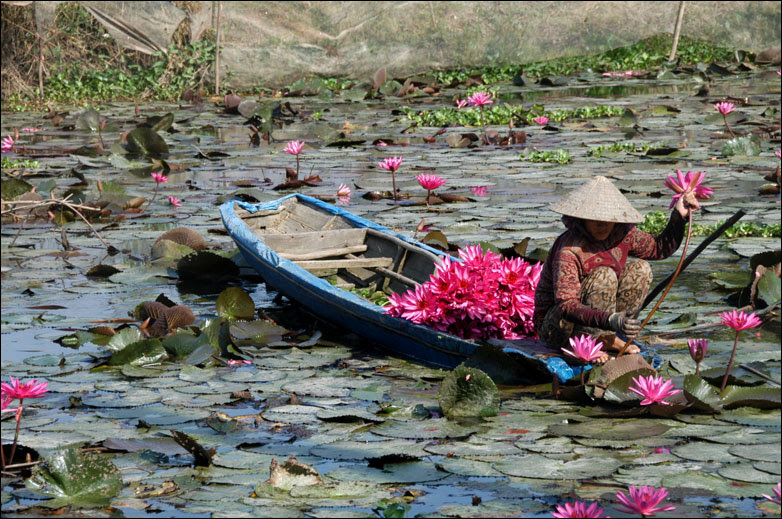 A woman gathers lotus flowers in An Giang Province, Vietnam