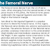 The Femoral Nerve Innervates All of the Following Muscles Except