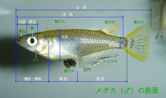 メダカの形態 メダカの生態