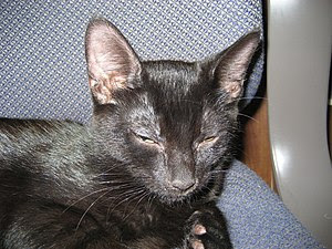 A young black cat, showing relaxation and happ...