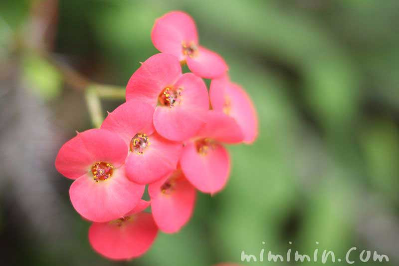 ハナキリンの花言葉 名前の由来 ハナキリンの花の写真 みみみんブログ