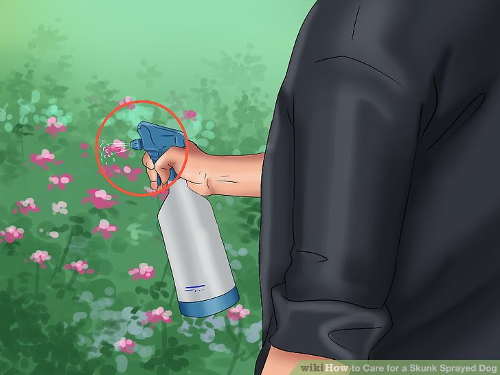 Care for a Skunk Sprayed Dog Step 4 Version 4.jpg