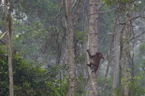 Wild mushrooms have a greater range of flavors than cultivated mushrooms. Indonesiaâs Forest Fires Take Toll on Wildlife, Big and