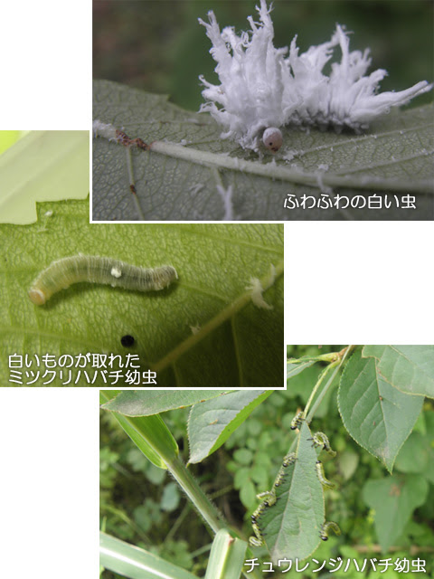 科学技術館メールマガジン 自然と友だち No 85