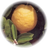 Herbs gallery - Lemon
