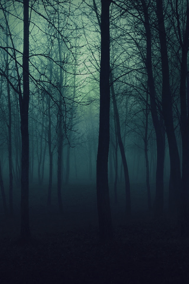 Dark Forest 4k Hd Desktop Wallpaper For 4k Ultra Hd Tv Tablet