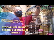 Terakurat Siapa Yang Kepengin Punya Kantong Semar L Burung Perkutut Unik Perkutut Hias L Pb Pramuka, Paling Seru!
