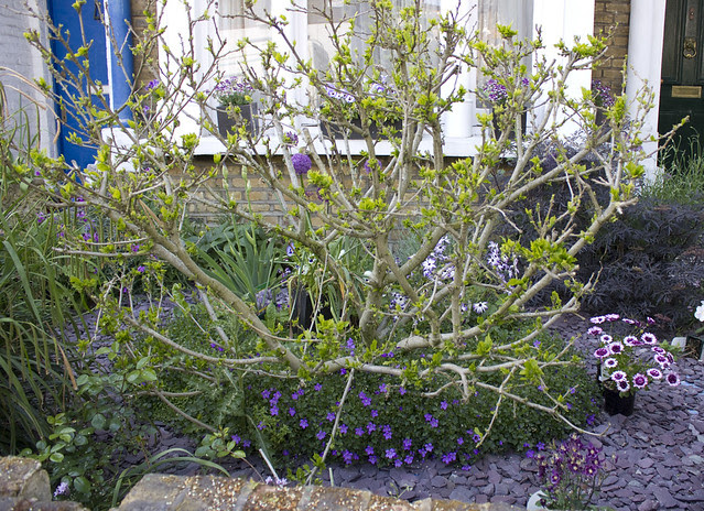 Front garden 1