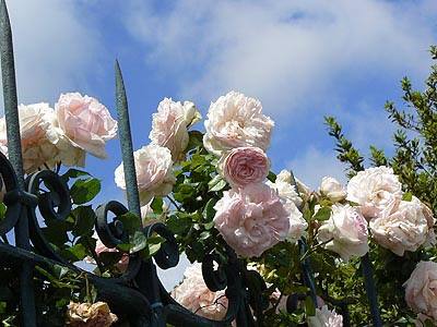 roses et piques.jpg