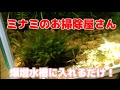 画像をダウンロード 水草 水槽 コケ まみれ 124678-水草水槽 コケまみれ