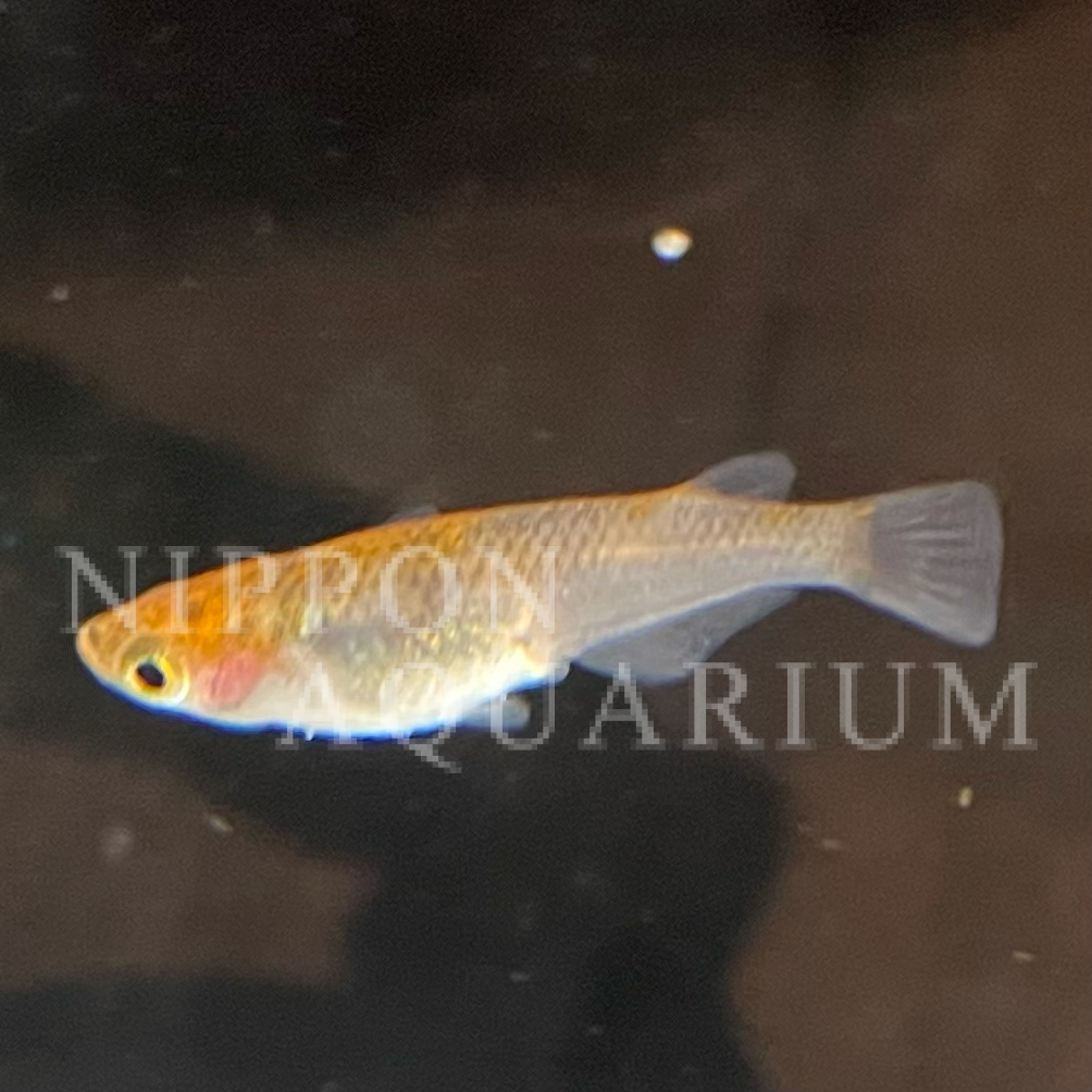 朱赤透明鱗 寿命 病気 熱帯魚図鑑 熱帯魚の飼育 混泳 繁殖 病気など