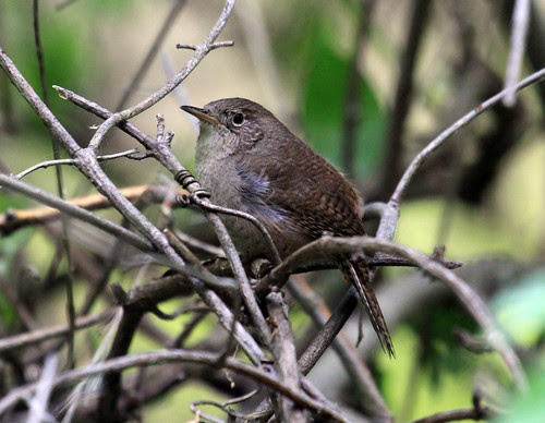 House Wren