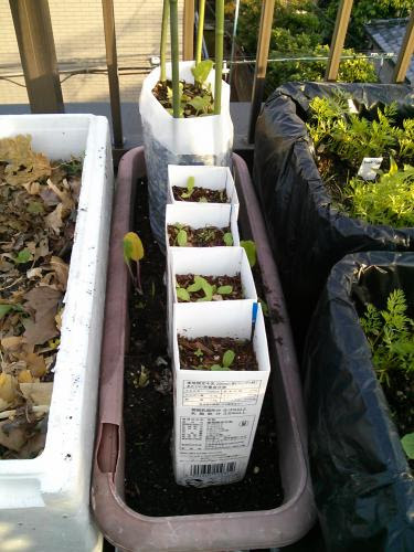 ごぼう 異動 てがるごぼう
