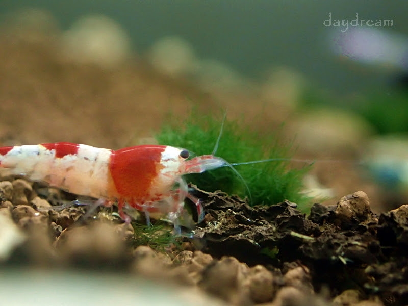 メダカ エビ マリモ の水槽 Daydream