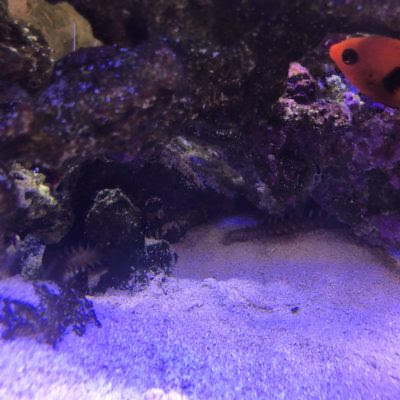 Cyaquarium オオバナサンゴ Mastercolor 5 6cm 海水魚 ハードコーラル Lps 商品番号a Www Amrapalihotel Com