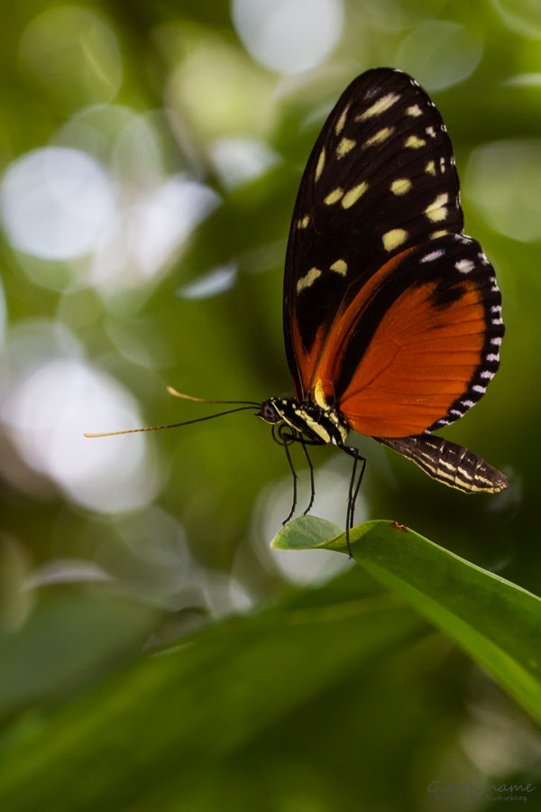 Sonderausstellung „Tropische Schmetterlinge" im BotMuc ...