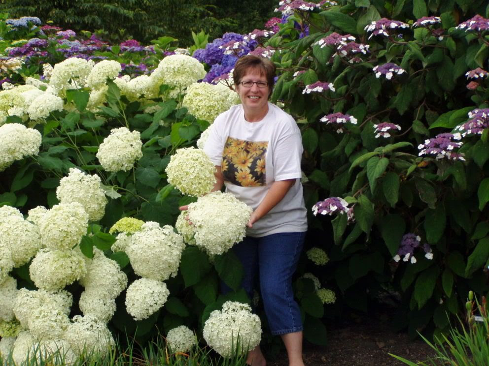 My biggest hydrangea