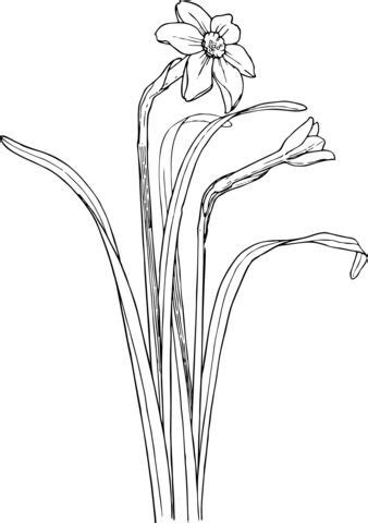 narcissus coloring page art images drawings flower  drawings
