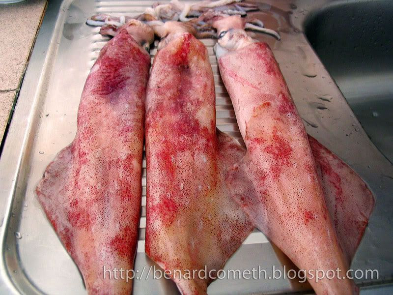 Squid