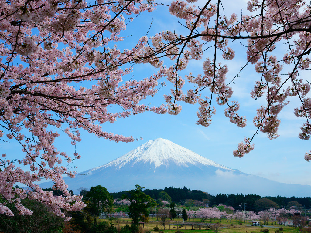 大石寺 春 富士山写真素材館