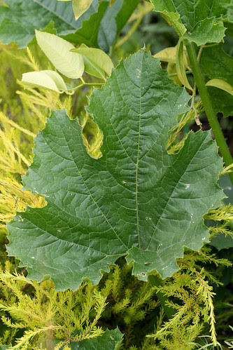 squash and coleonema